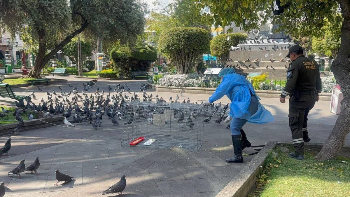 Más de 100 palomas fueron reubicadas de los parques céntricos de Ambato a zonas rurales.