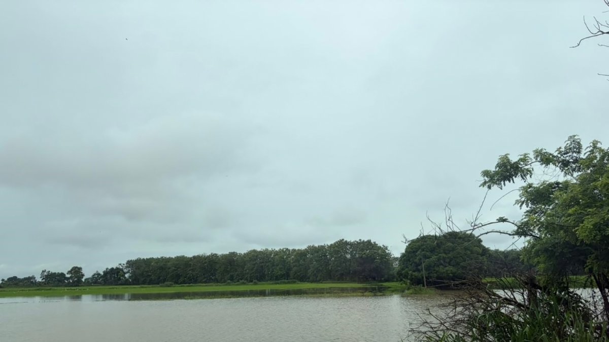 Algunos cultivos de recintos de la provincia de Los Ríos están inundados por el desborde de los ríos.