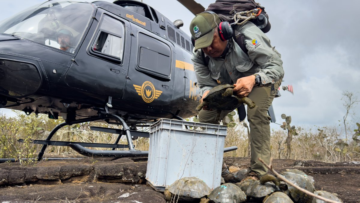 Personal técnico reintroduce a los ejemplares en la isla Isabela.