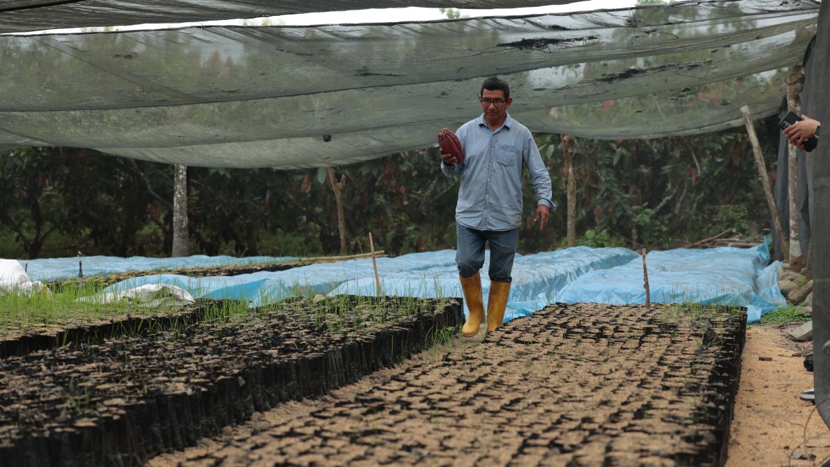 En enero de este año, la cosecha de cacao cayó hasta un 40 %, por mal clima.