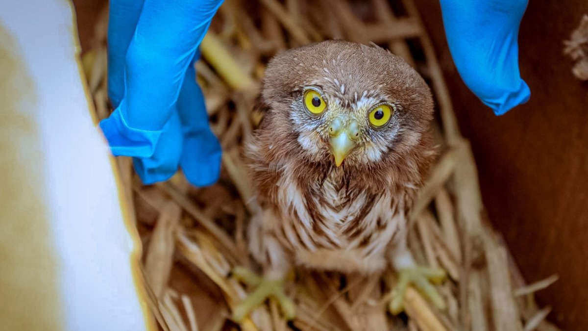 Ave rescatada por el Municipio de Guayaquil