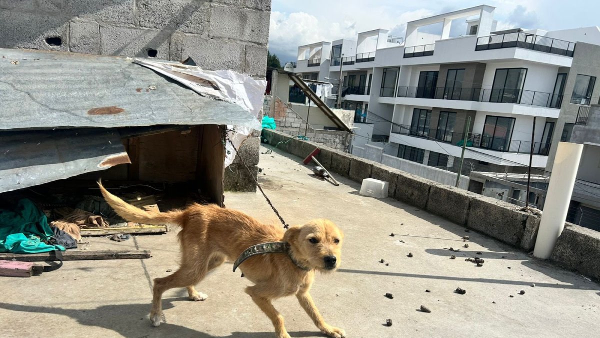 En muchos hogares, perros permanecen encadenados en espacios reducidos; es una infracción muy grave, sancionada con diez salarios básicos.