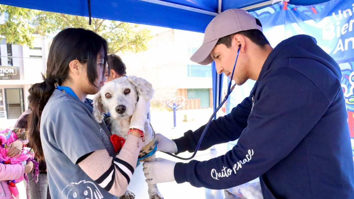 Promotores de bienestar animal recorren barrios de Quito para esterilizar y educar.