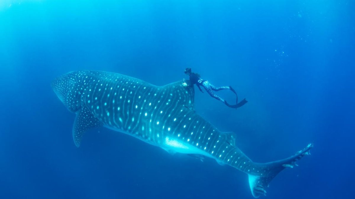 La USFQ lidera una investigación regional para cerrar la migración completa del tiburón ballena en el Pacífico oriental.