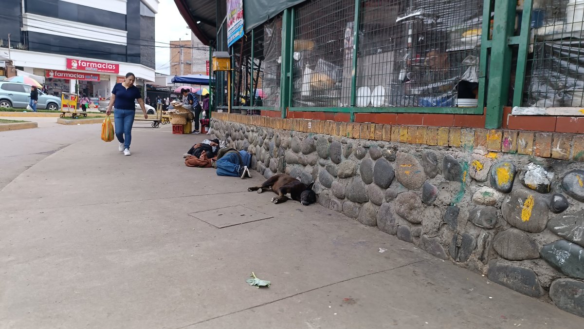 En Cuenca se alista nueva legislación para regular el cuidado y esterilización de las mascotas.