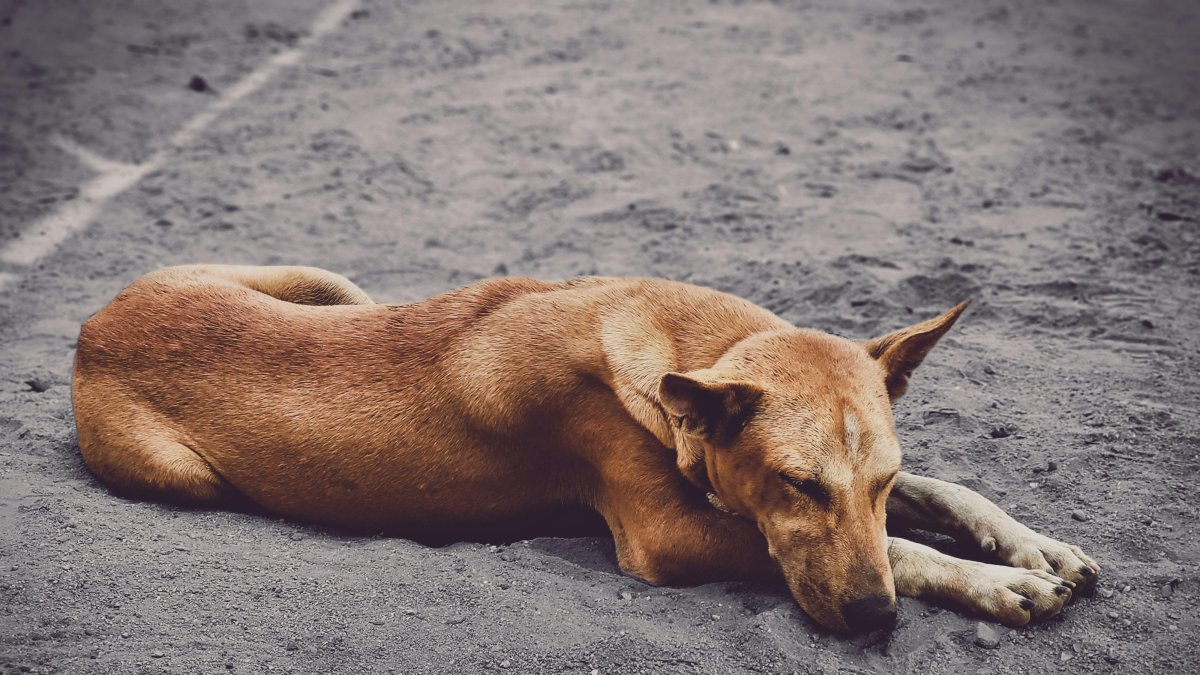 Imagen referencial. El perrito estaba en la vía cuando fue arrollado por el conductor de un bus.