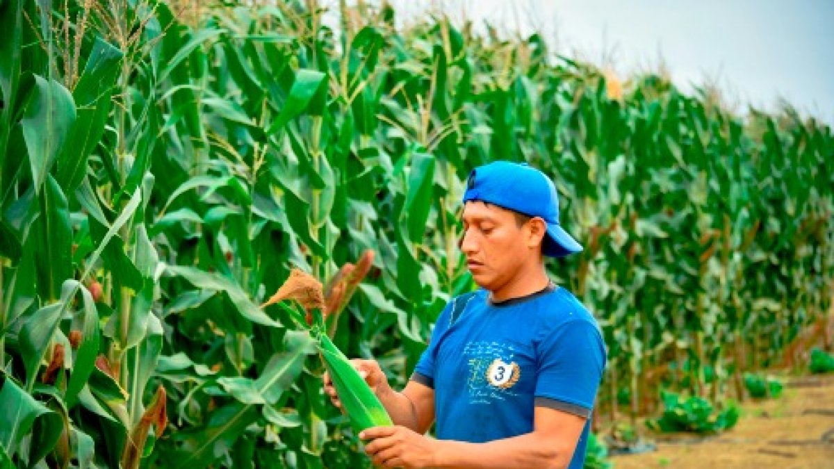 En barrios del sur de Guayaquil, como el del Seguro, los peatones caminaron en medio del agua debido a las inundaciones.