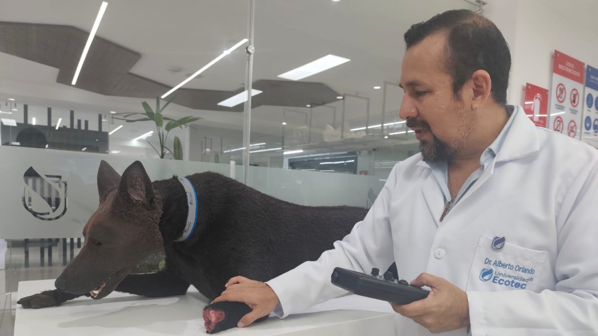 El simulador robótico K9 permite a los estudiantes de Medicina Veterinaria de la Universidad Ecotec practicar procedimientos clínicos y emergencias médicas en un entorno seguro.