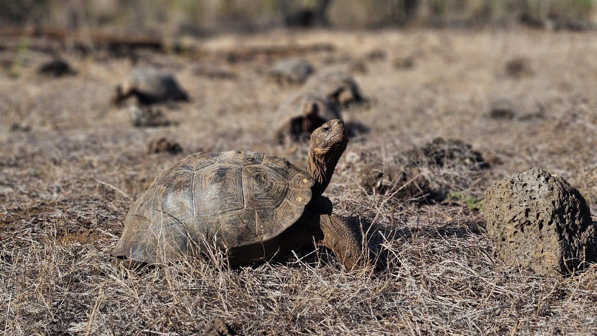 La nueva ley aprobada por la Asamblea habla de extracción en Galápagos.