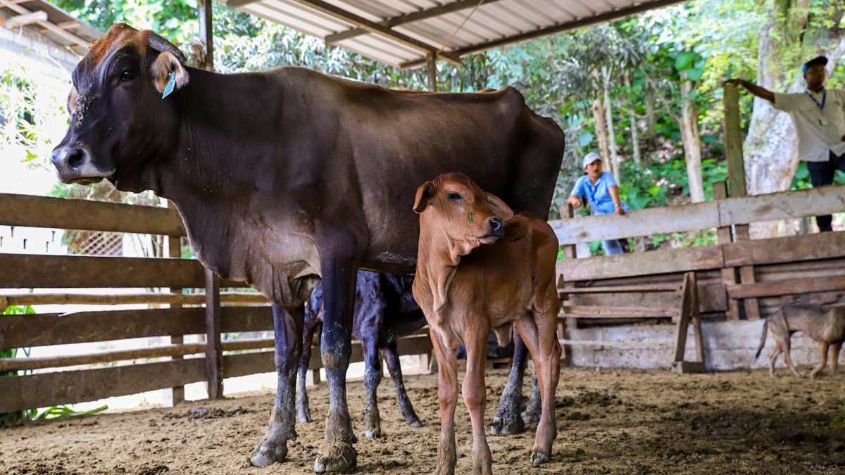 La cría de ganado obtenida por el plan de la Prefectura del Guayas.