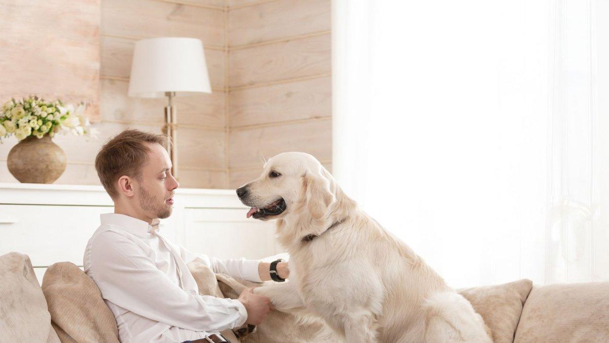 Tener mascotas en departamentos es legal en Ecuador, pero los ladridos constantes de perros pueden generar sanciones si afectan la convivencia y el descanso de los vecinos.