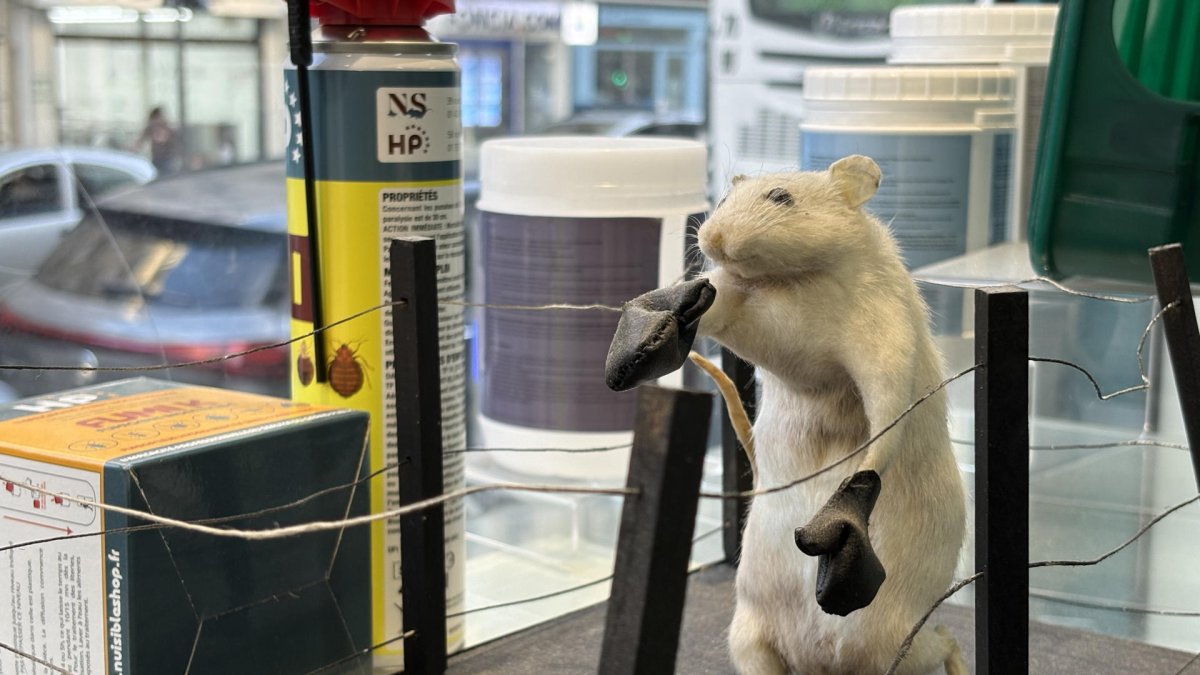 Una rata disecada en posición de combate en un ring en el escaparate de una tienda del centro de París.