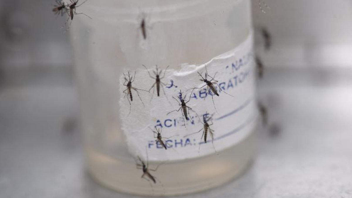 El dengue es una enfermedad que se intensifica en época de invierno.