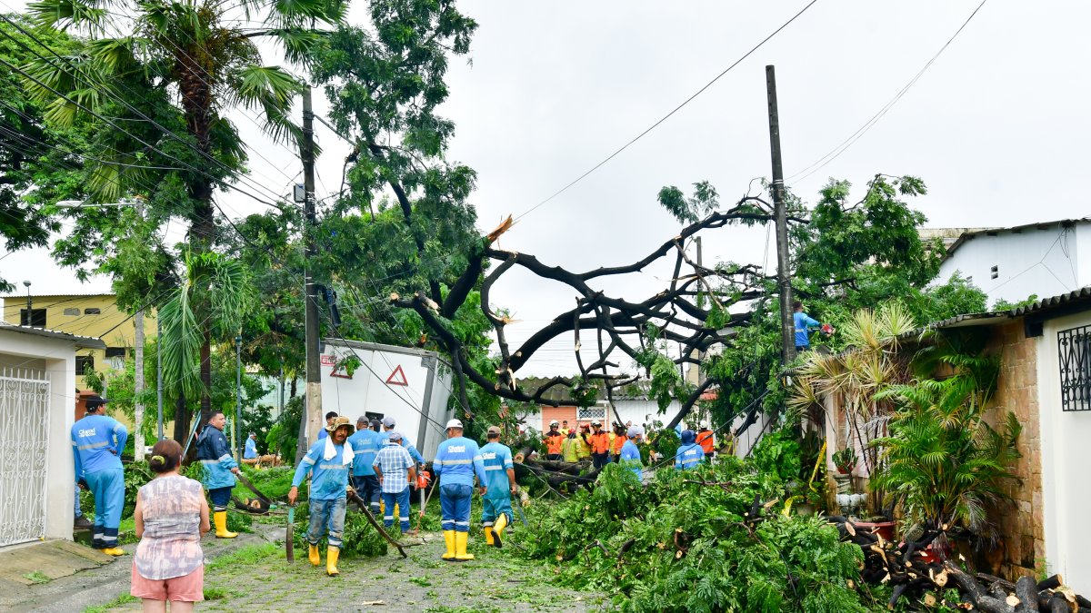 En la etapa 11 de la ciudadela La Alborada, en el norte de Guayaquil, un árbol se cayó y provocó afectaciones en una vivienda y dos vehículos.