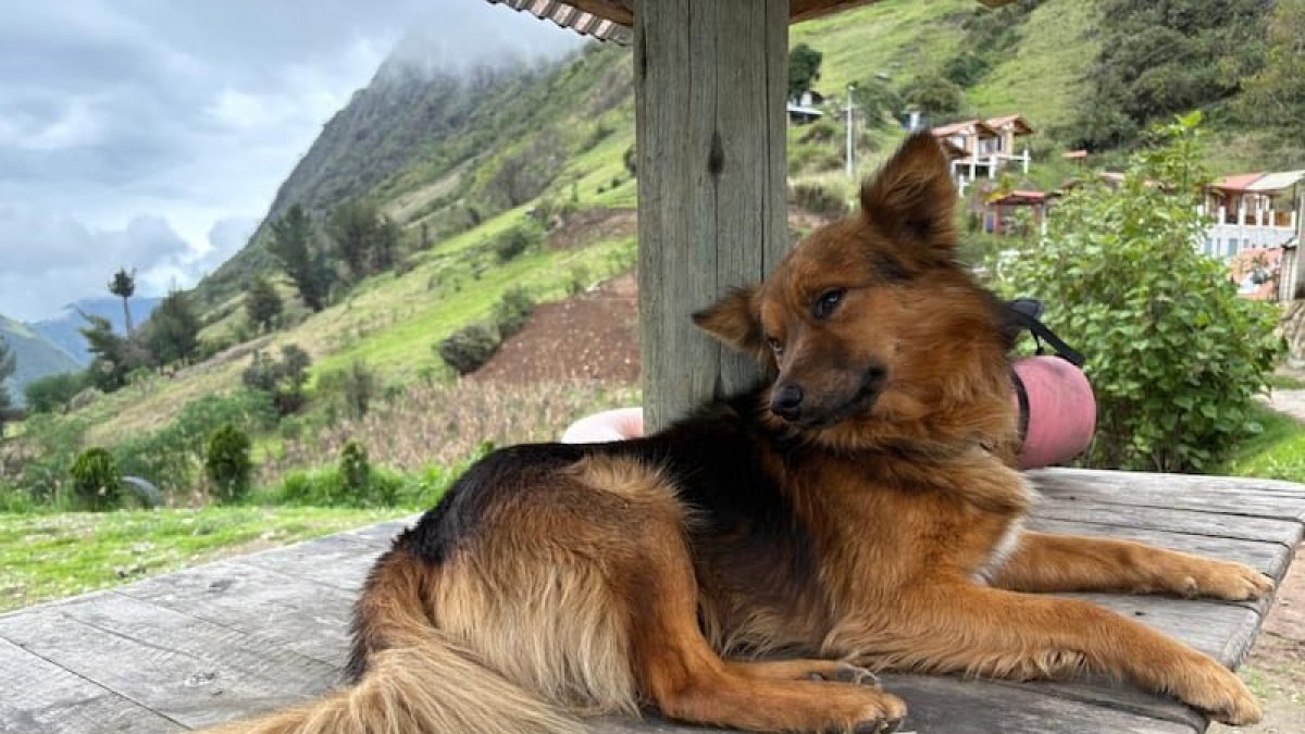 La muerte del perro Jachi, debido a un atropellamiento, ha generado pesar e indignación entre quienes conocieron su heróica historia.