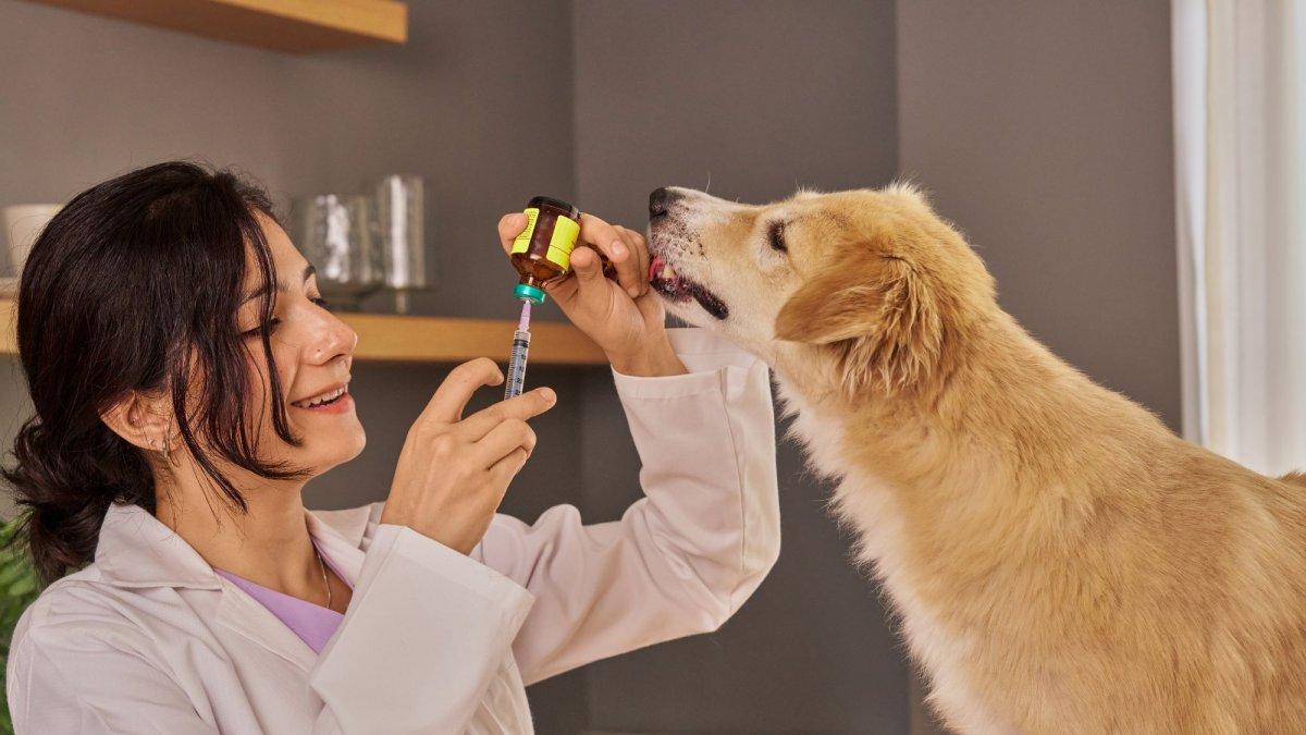 La medicina homeopática aplicada a animales continúa generando debate dentro del campo veterinario.