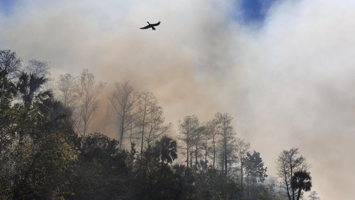 Las aves vuelan junto a un incendio forestal en el Parque Nacional Big Cypress, Jerome, Florida, EE.UU.