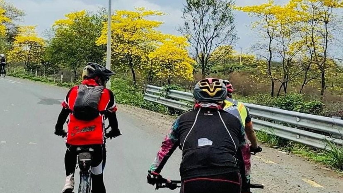 Desde la vía principal de Isidro Ayora se veía el amarillo de guayacanes.