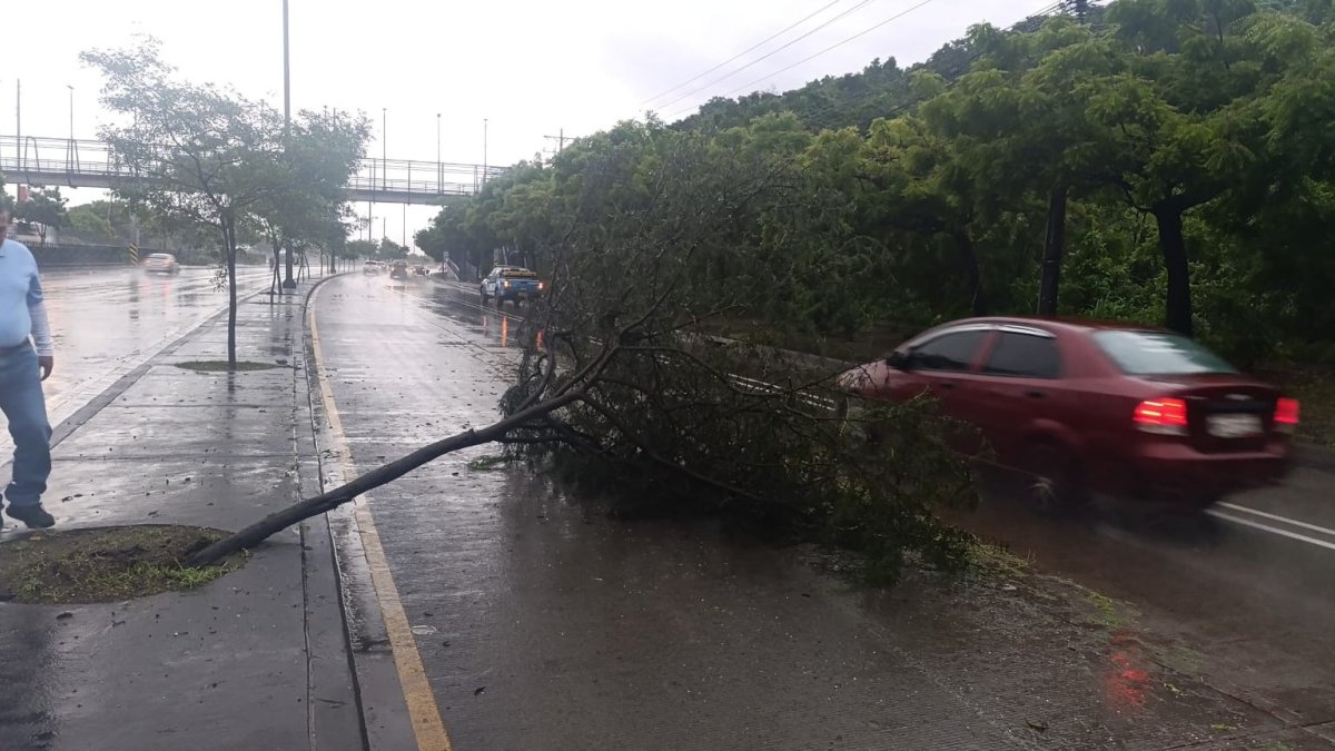 Reportan un árbol caído en la Narcisa de Jesús producto de la lluvia.