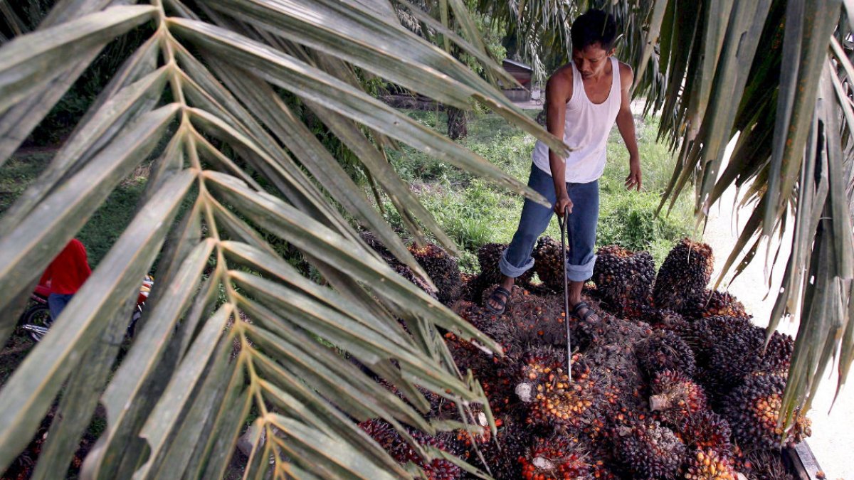 Exportación de aceite de palma desde Ecuador podría complicarse por conflicto en Medio Oriente.