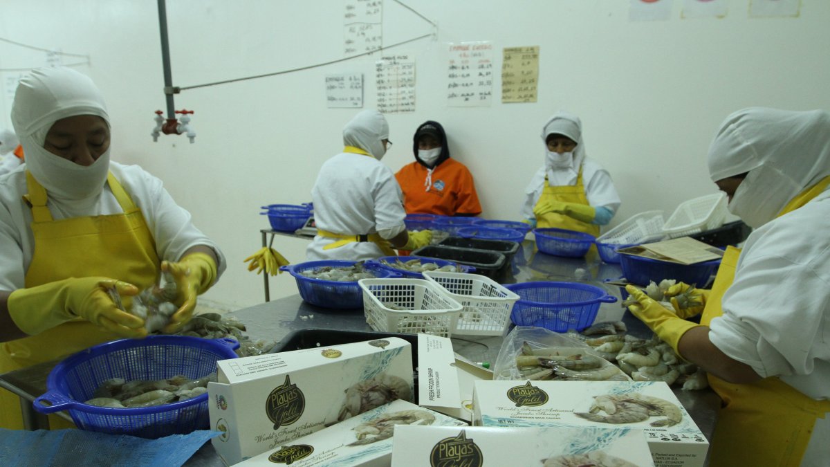 El camarón, entre la oferta pendiente dentro del proceso de desgravación.