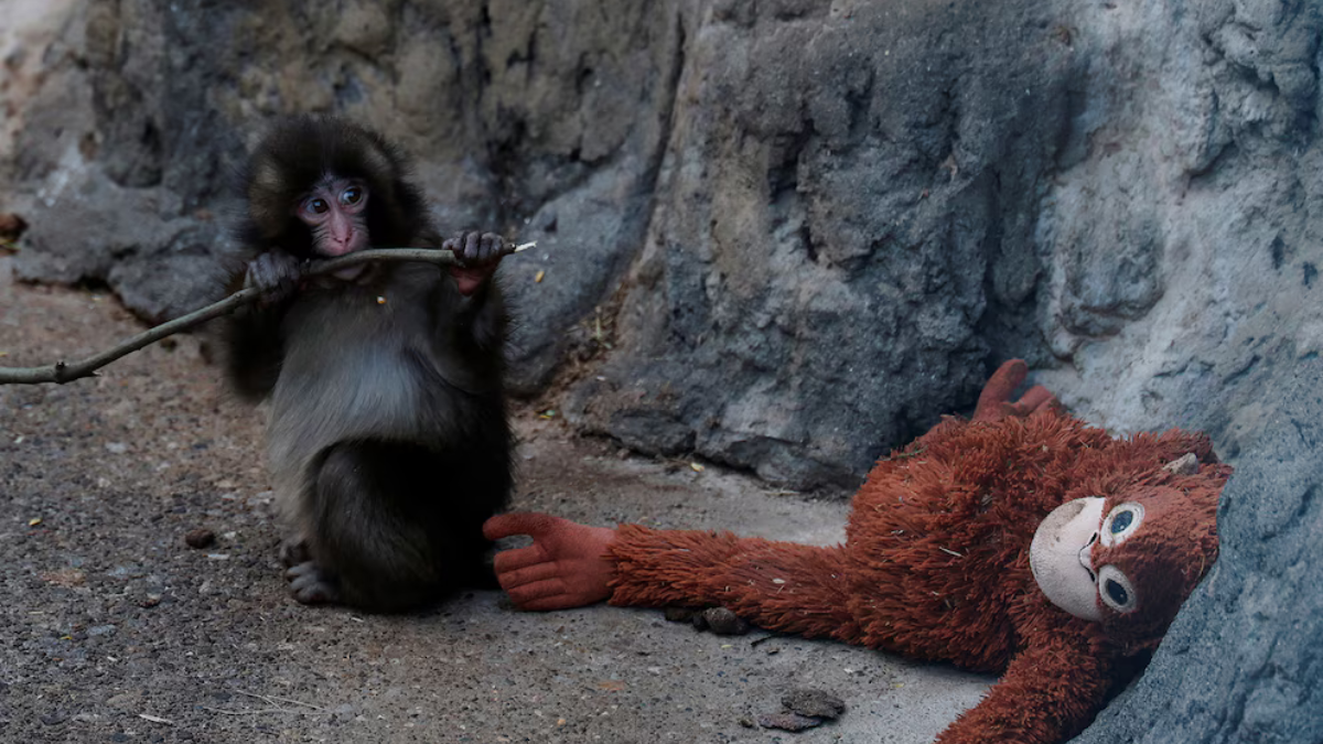 Punch fue rechazado por su madre al nacer.