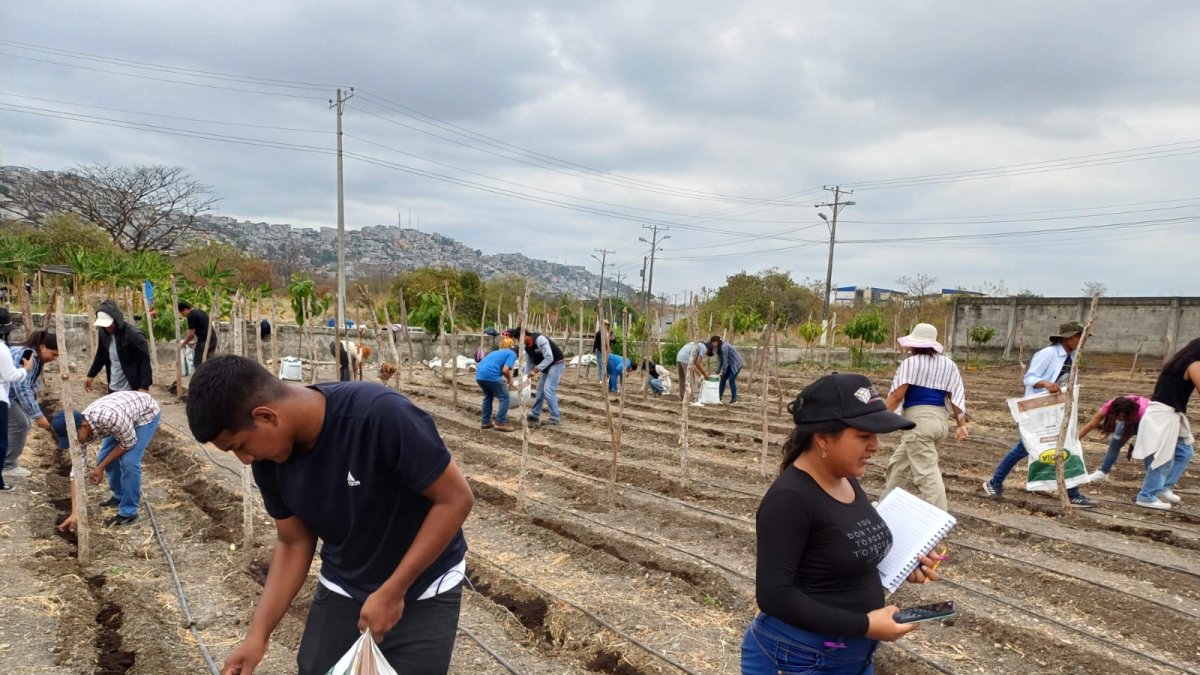 Un proyecto de investigación agronómica integra mejoradores de suelo y fertilización complementaria para optimizar la productividad de cultivos estratégicos.