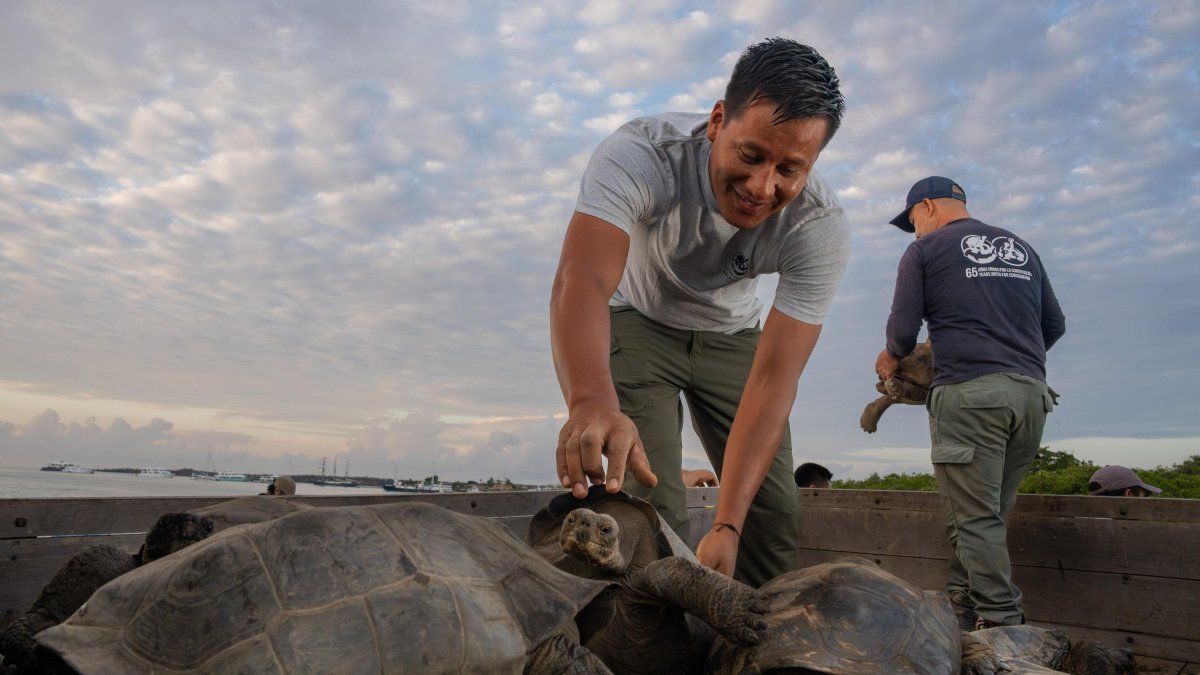 Juveniles de tortuga gigante regresan a Floreana tras más de un siglo de ausencia.