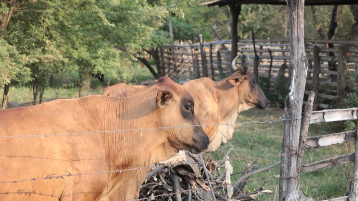 Parte de ganado de una finca en Petrillo.
