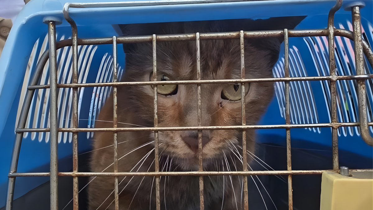 Diamante fue hallado con vida después de permanecer atrapado entre los escombros del Multicomercio durante un mes.