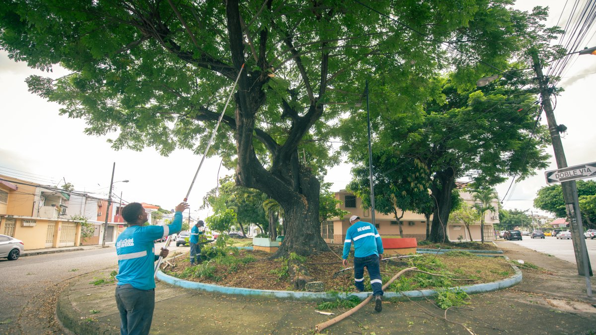 Los árboles fueron podados. Las lluvias provocaron que el sitio se llenara de ramas.