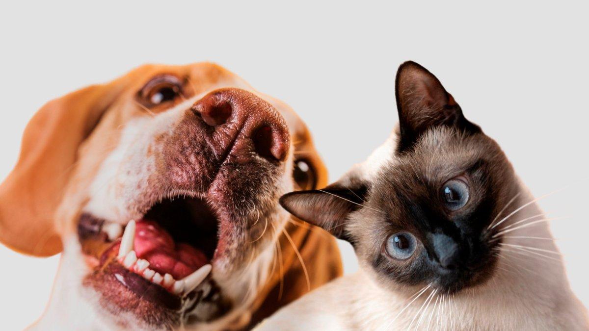 Perros y gatos reciben atención veterinaria gratuita por parte de Proanimal, que también ofrece la opción de esterilizaciones.