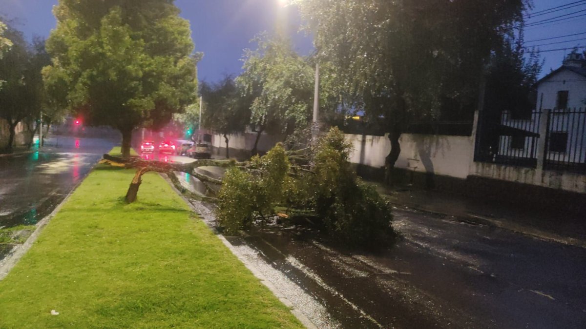 El árbol cayó sobre la avenida Carlos V y la avenida de la Prensa, en el norte de Quito.