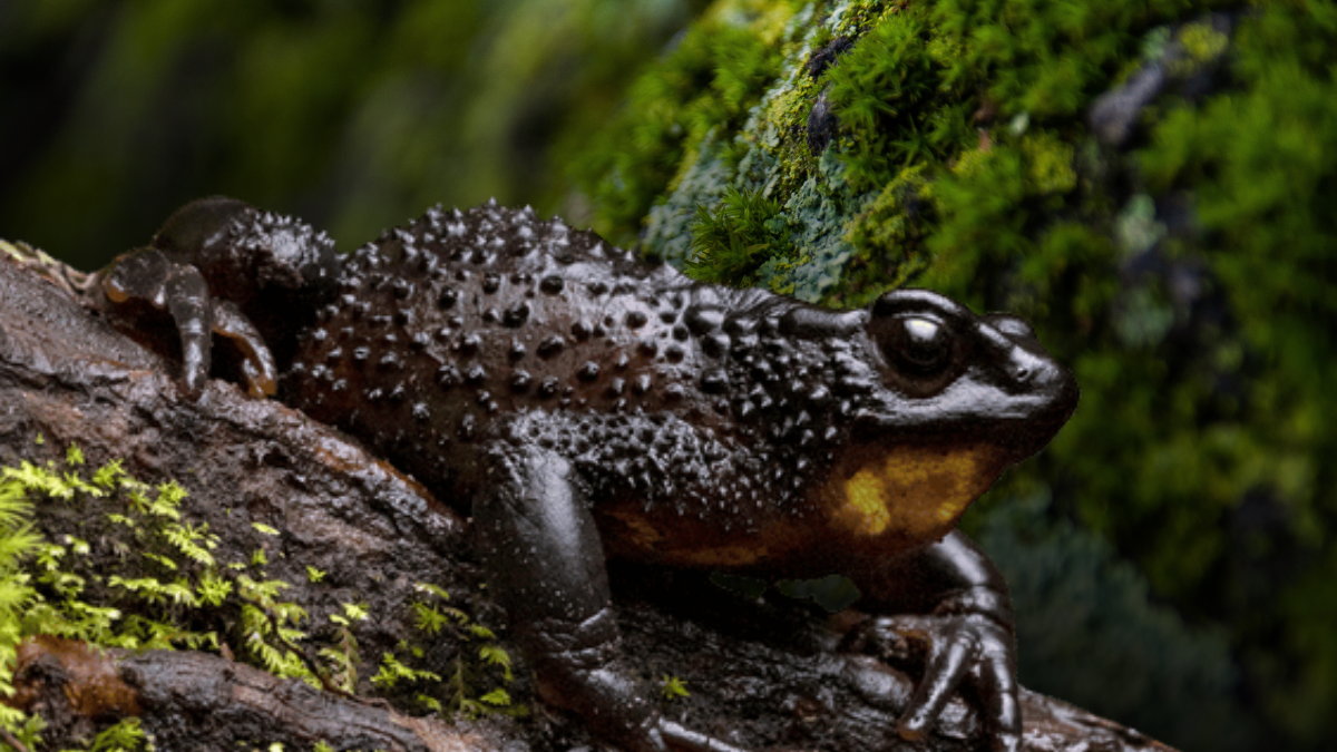 Ambientalistas alertan que la obra amenaza el río Guambaine, único lugar donde sobrevive esta especie en peligro de extinción.