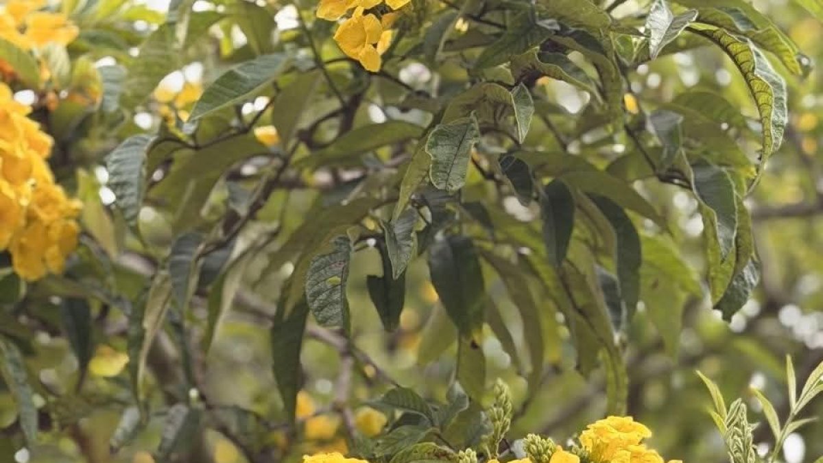 Los cholanes florecen hasta el mes de marzo.