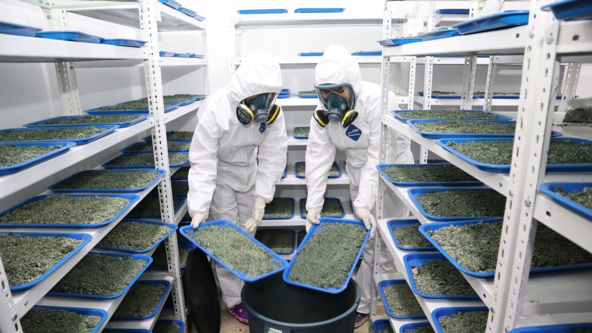 Investigadores del Iniap durante la producción de trichodermas en su centro de investigación