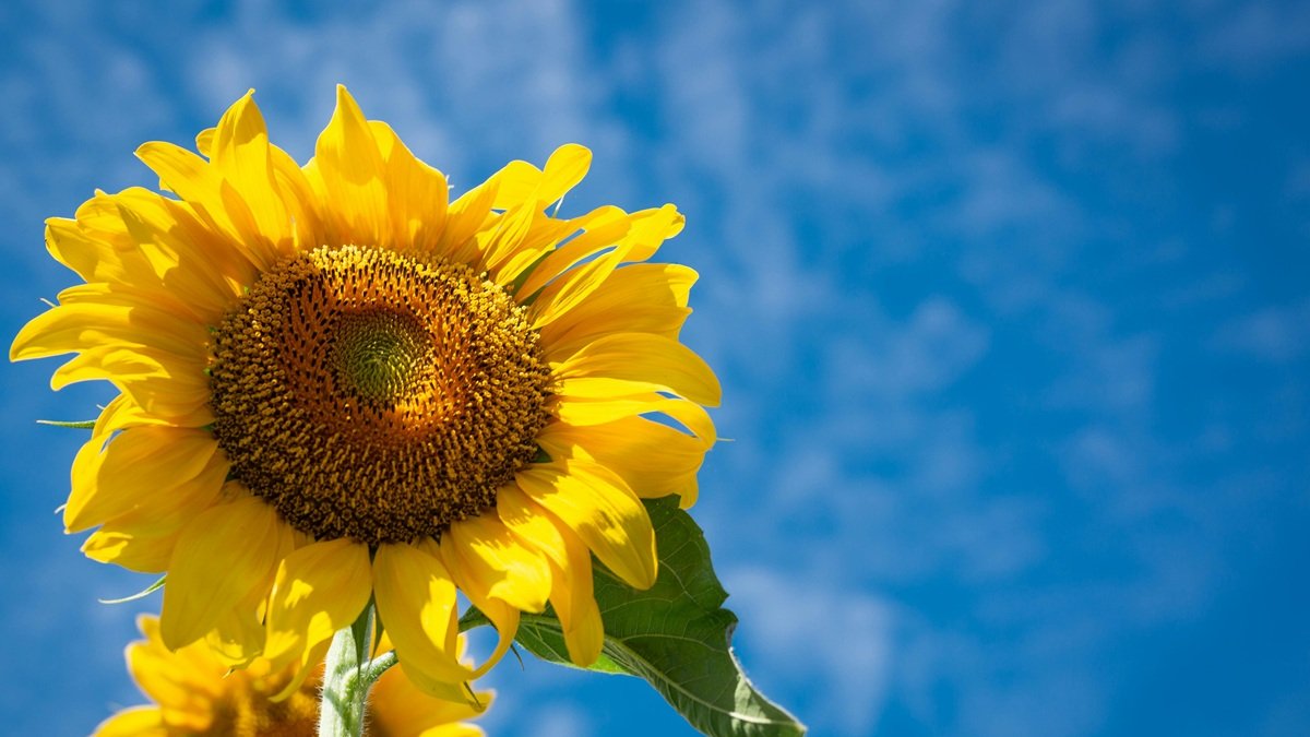 Regalar flores amarillas representa un gesto romántico, de amistad, gratitud o simplemente un detalle simbólico para alguien especial.