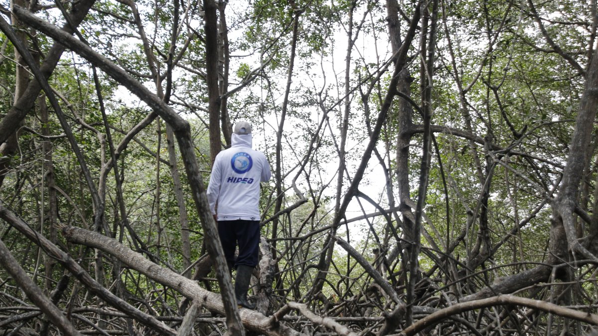 Los pescadores se adentran en el manglar para conseguir los mejores ejemplares de cangrejo rojo, una especie endémica de Guayaquil
