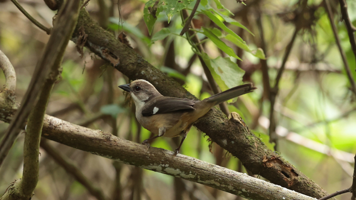 Fotografía de avistamiento de aves endémicas en bosque seco ecuatoriano.
