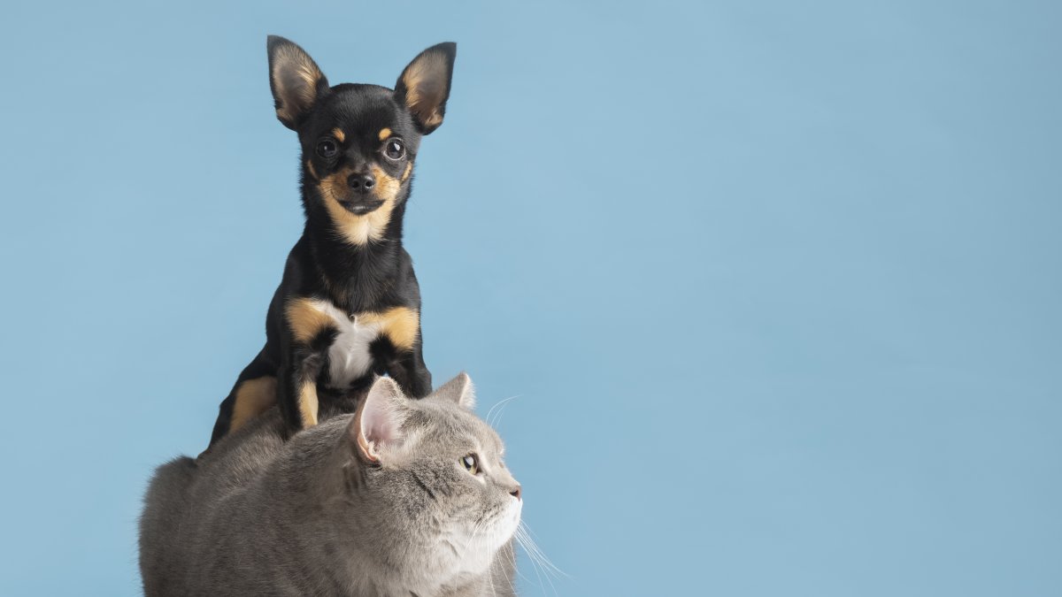 El Gobierno de Daniel Noboa ha empleado en repetidas ocasiones el argumento de 