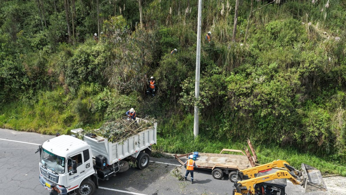 Alrededor de 40 árboles serán retirados en la avenida Simón Bolívar tras presentar deterioro estructural y riesgo de caída