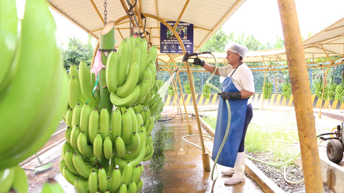 El proceso de alistar un racimo de banano para ser exportado.