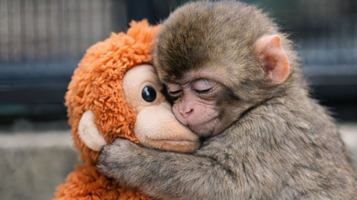Punch, el macaco japonés viral, se aferra a un peluche en el zoológico de Ichikawa.