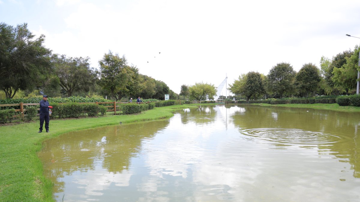El parque Bicentenario de Quito cuenta con un humedal urbano en donde están los peces.