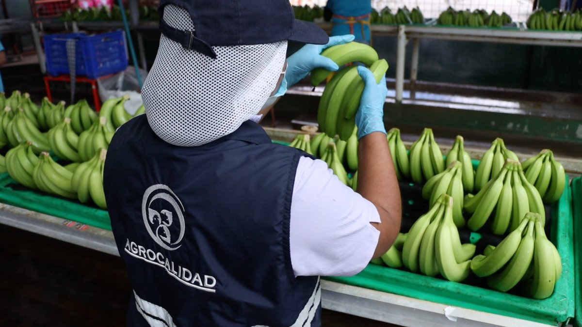 El banano ecuatoriano analiza otras rutas para llegar a Medio Oriente.