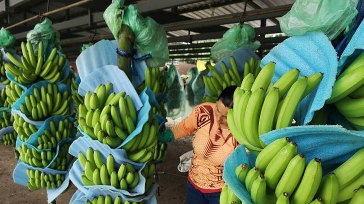 El banano es uno de los principales productos de exportación de Ecuador.