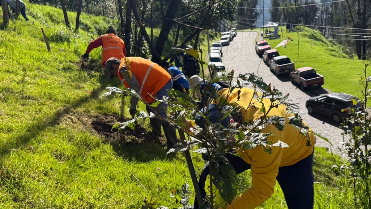 Megaminga. Personal municipal y ciudadanos intervinieron las quebradas, laderas y áreas reforestadas de Quito.