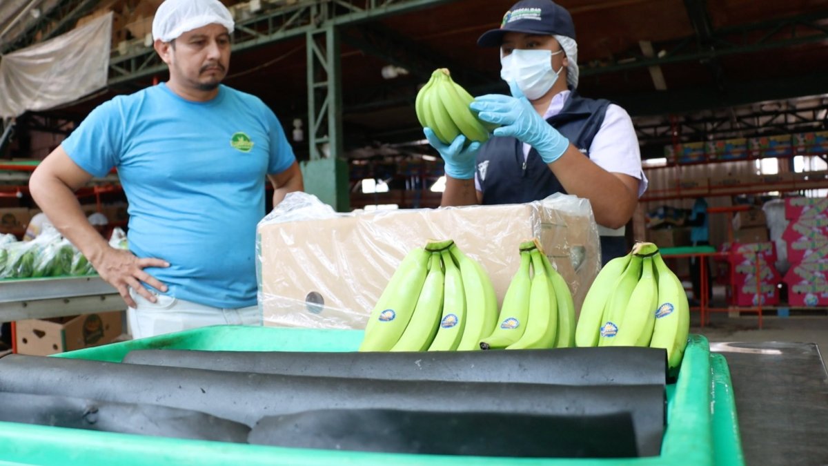 Banano ecuatoriano en EE. UU.: ¿bajarán los precios tras el acuerdo comercial?