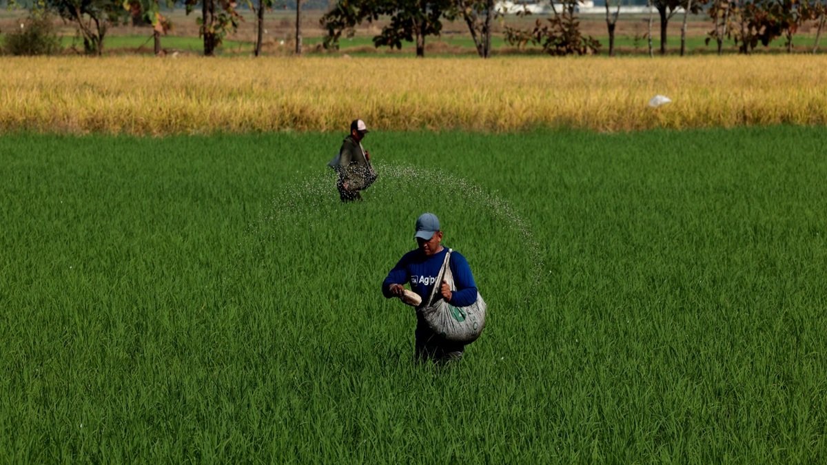 Dos agricultores trabajan en un cultivo de arroz poniendo insumos que ayudan a cuidar la plantación y que esta sea más productiva.