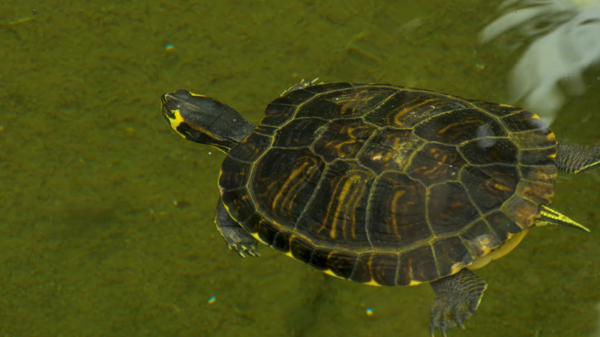 Las comunidades locales buscan la protección del territorio.